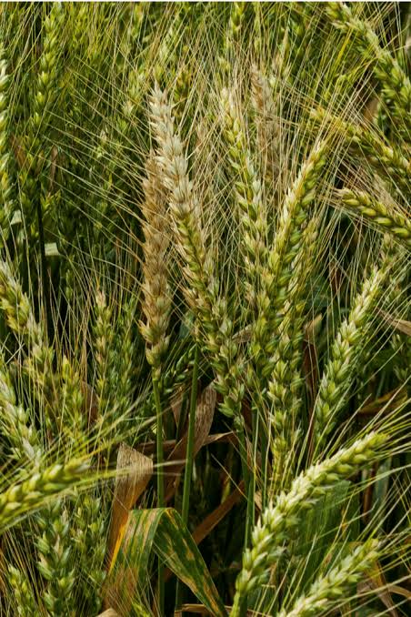 Barley