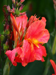 cannalily