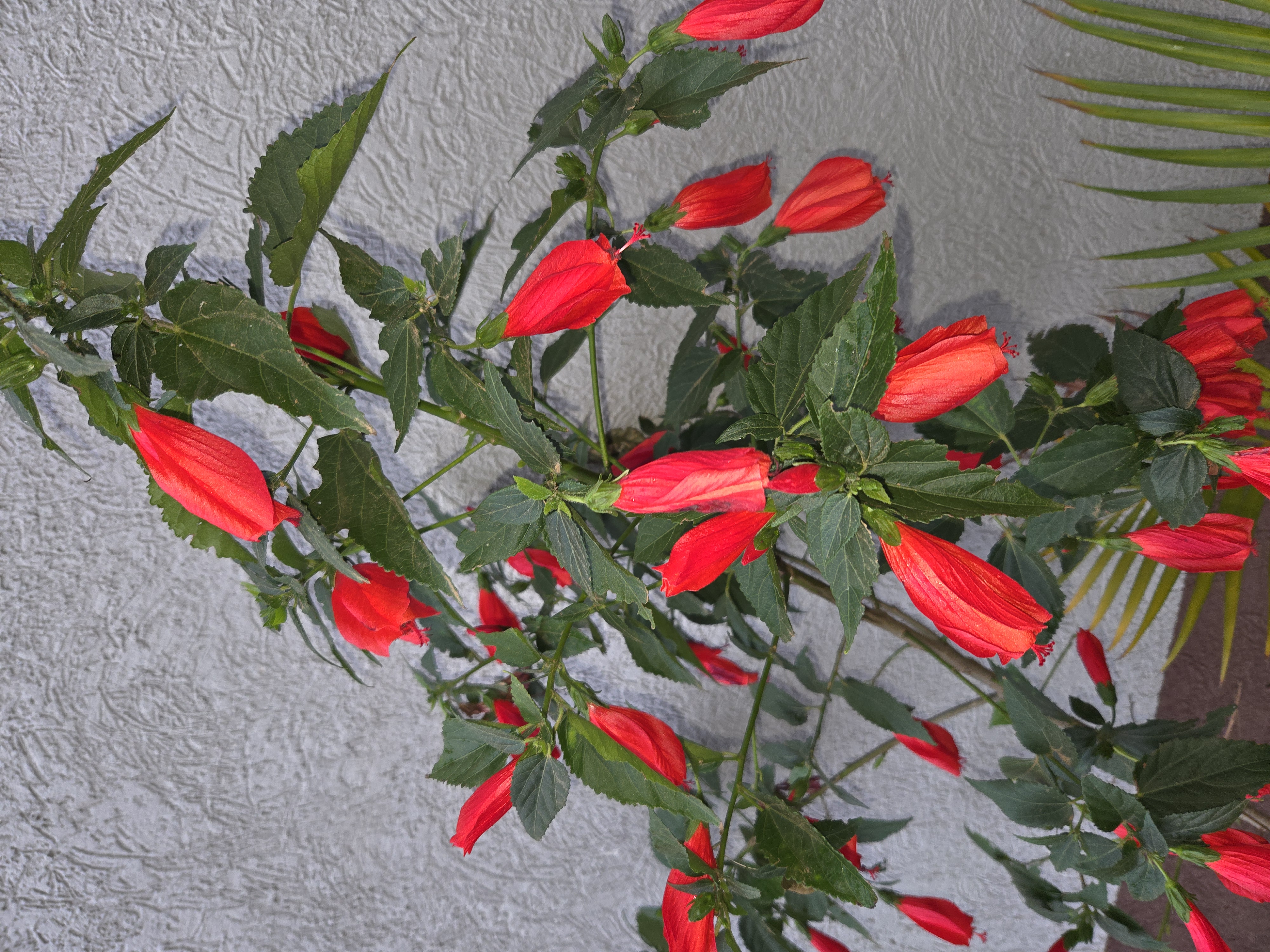 Hibiscus