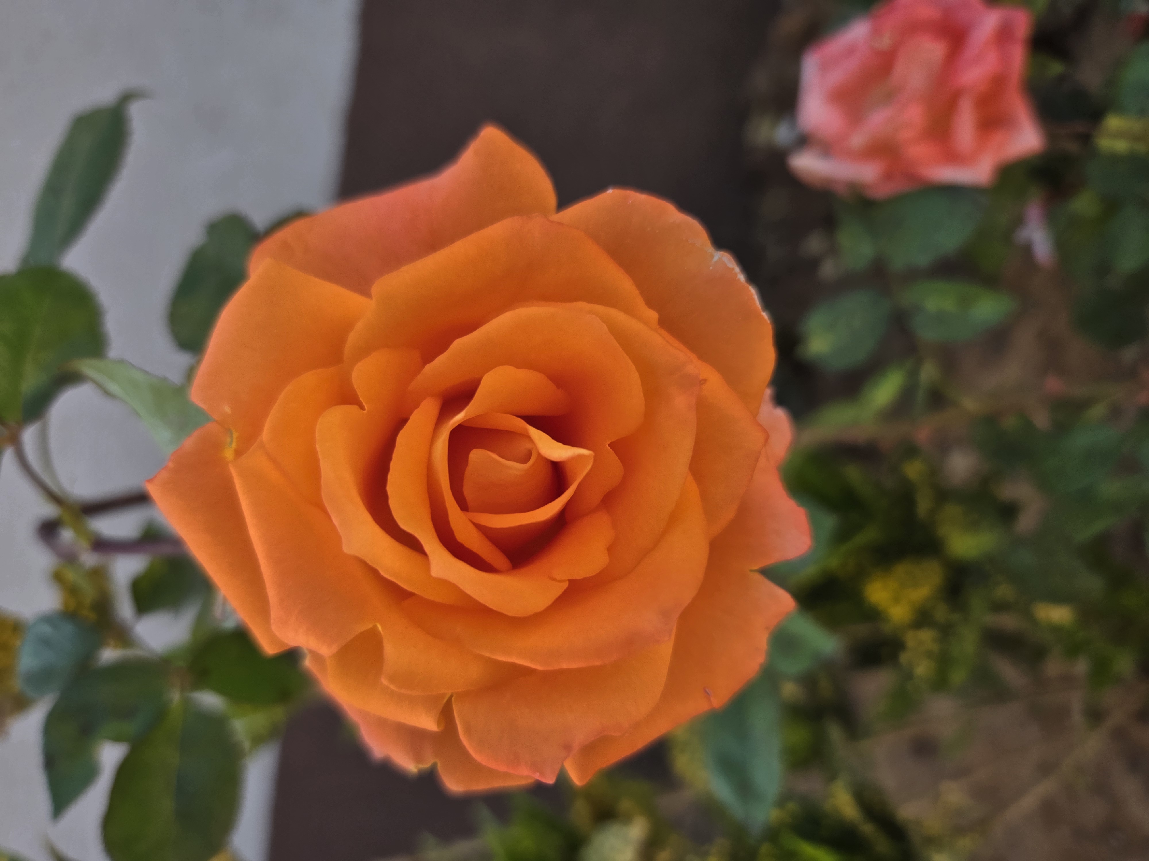 OrangeRoses