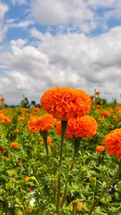 Marigold
