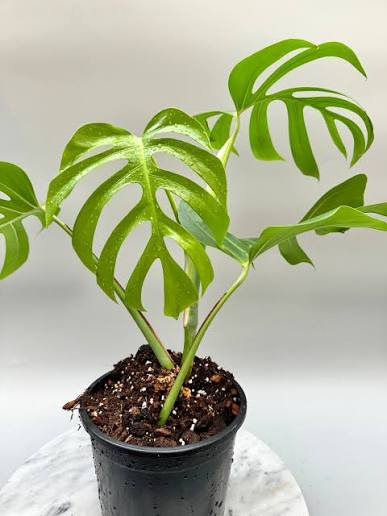 Monstera
