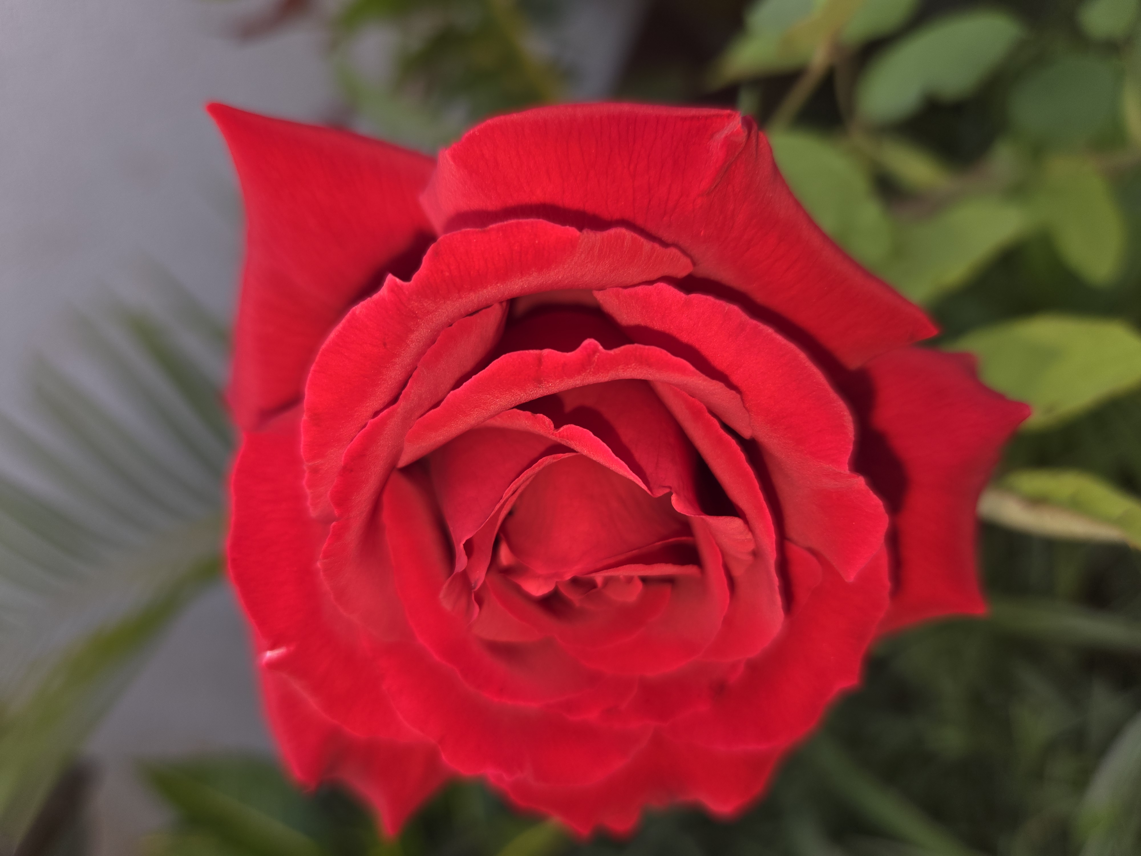 redroses