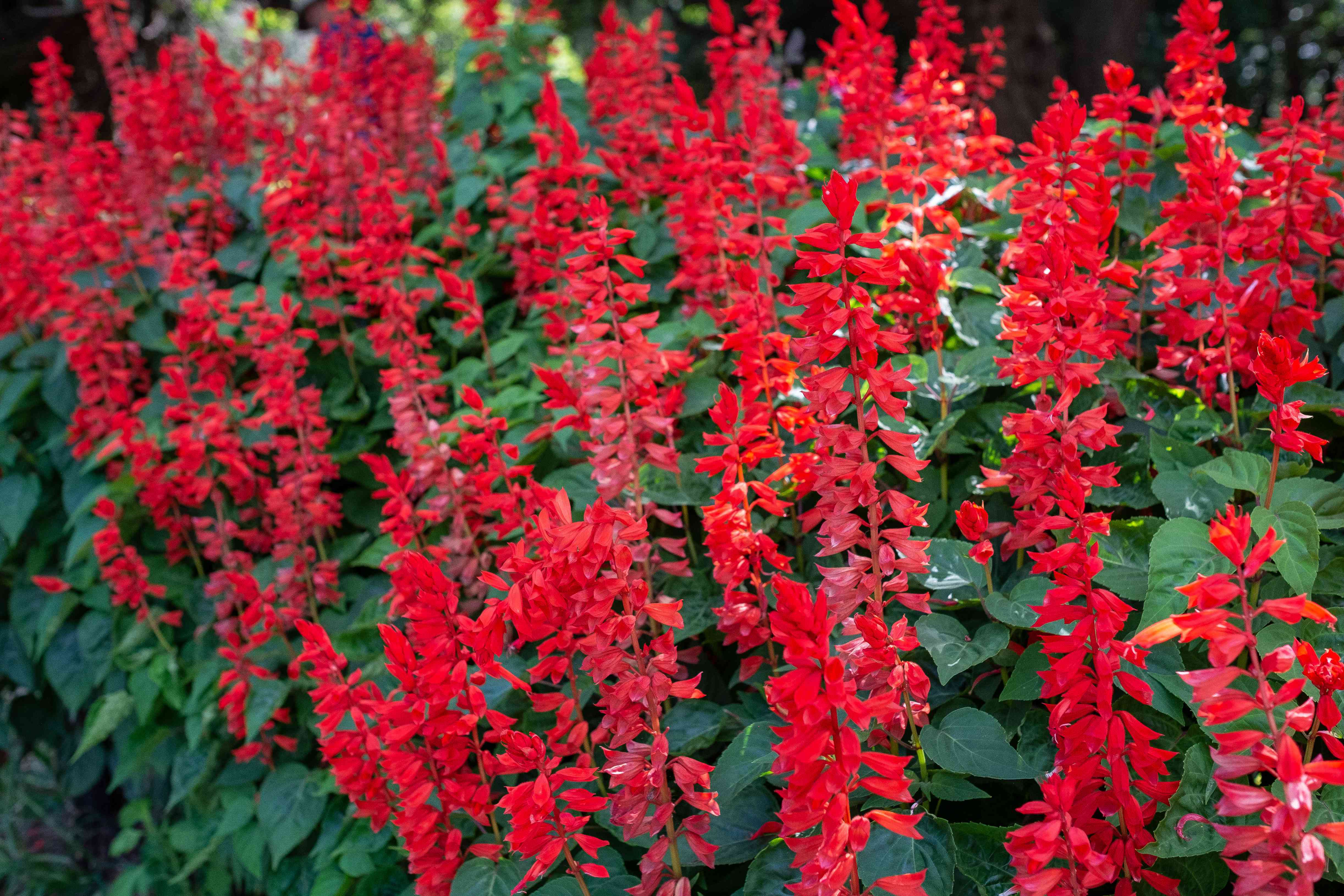 scarletsage