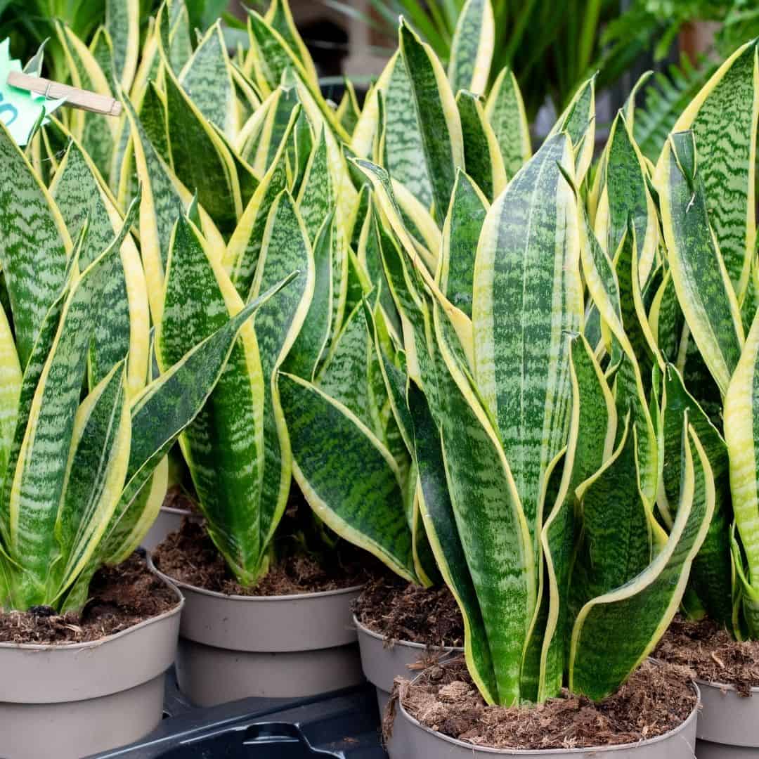 Snakeplant