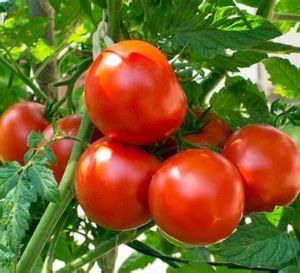 Tomatoes